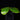 Costus spectabilis