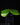 Costus spectabilis