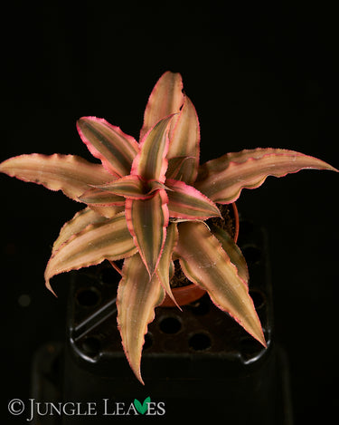 Cryptanthus bivittatus Pink Starlite' S