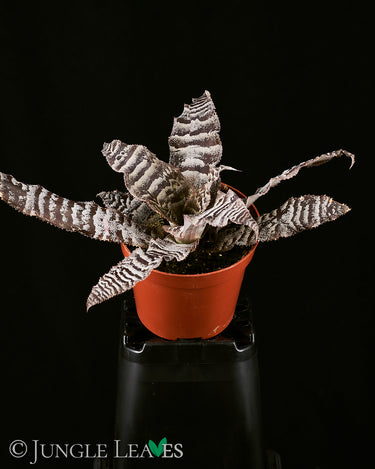 Cryptanthus zonatus