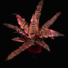 Cryptanthus zonatus 'Elaine'