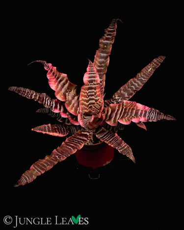 Cryptanthus zonatus 'Elaine'