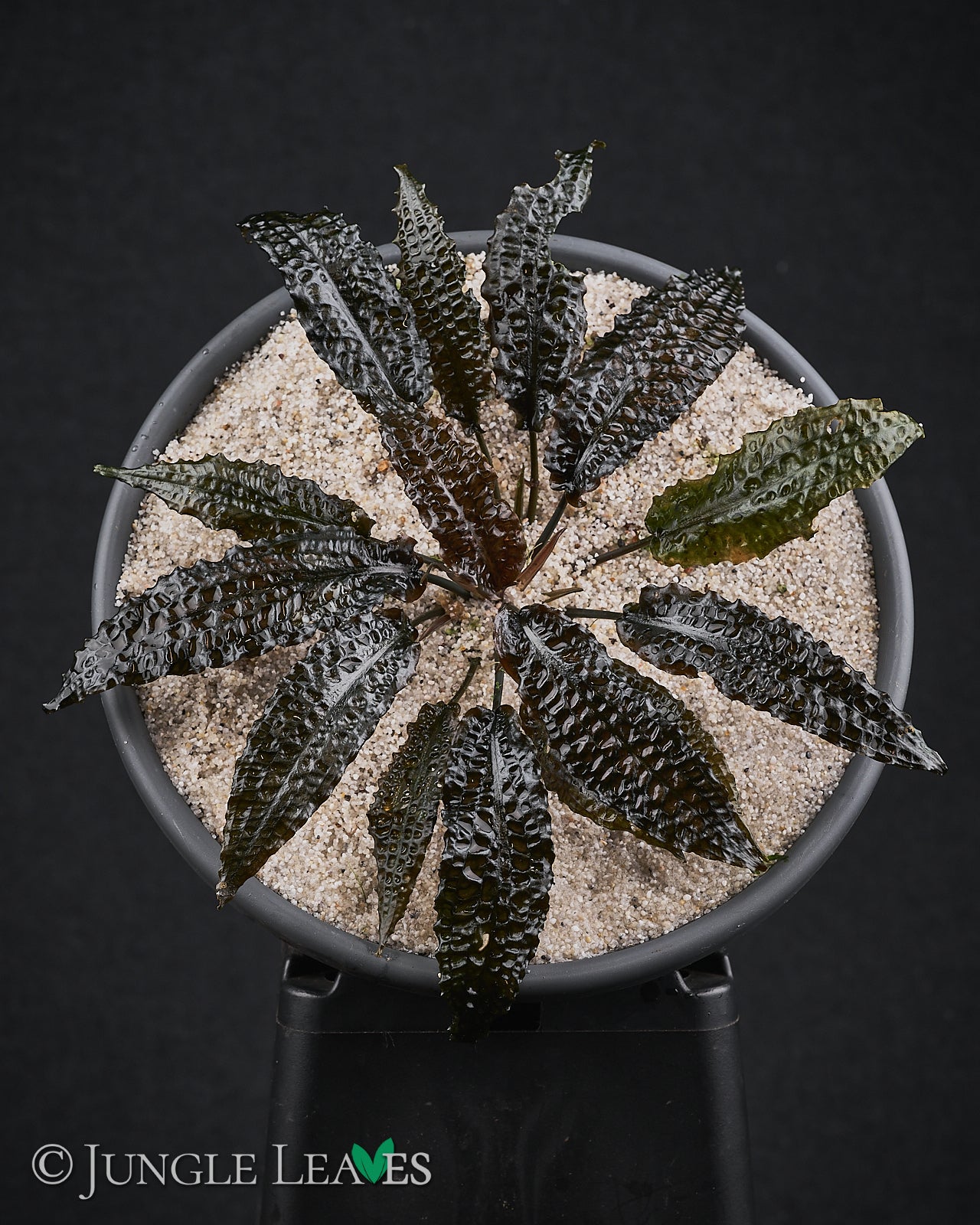 【PP便】Cryptocoryne striolata \