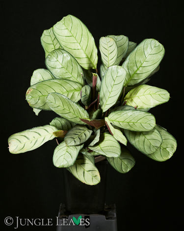 Ctenanthe burle-marxii 'Amagris'