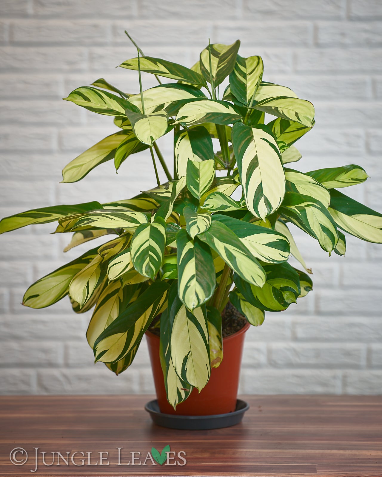 Ctenanthe pilosa 'Golden Mosaic' €4.99 - €29.99