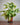 Ctenanthe pilosa Golden Mosaic