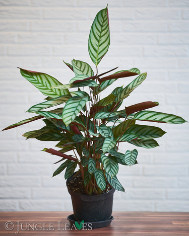 Ctenanthe setosa Compactstar