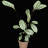 Ctenanthe setosa 'Grey Star'