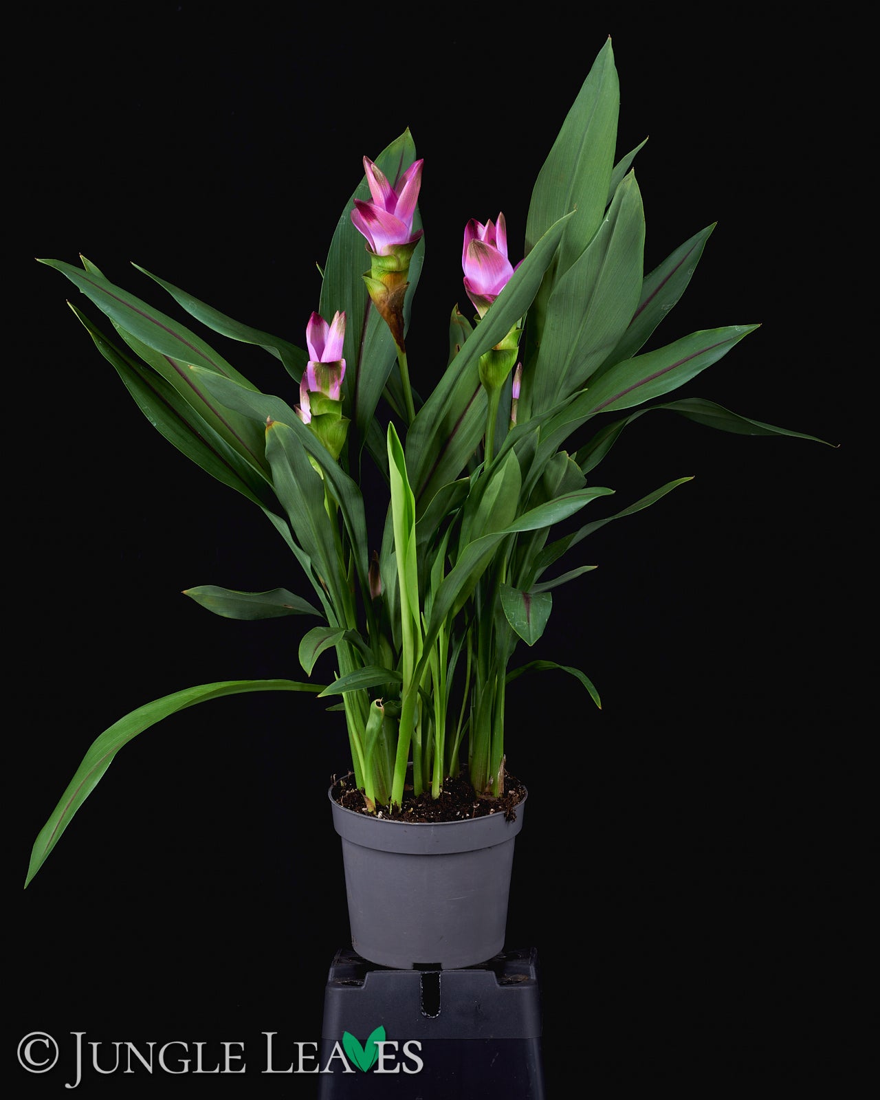 Curcuma longa (Gelbwurzel) – Jungle Leaves