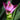 Curcuma longa