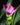 Curcuma longa