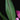Curcuma longa