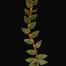 Cyanotis beddomei