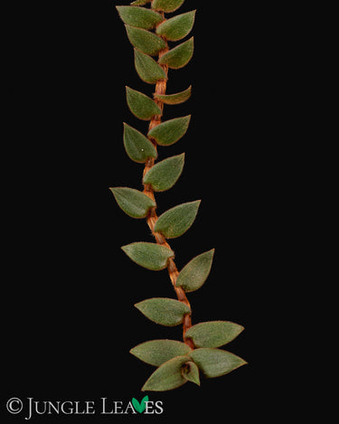 Cyanotis beddomei