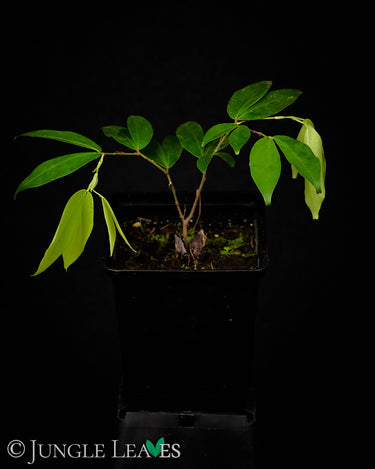 Cynometra cauliflora