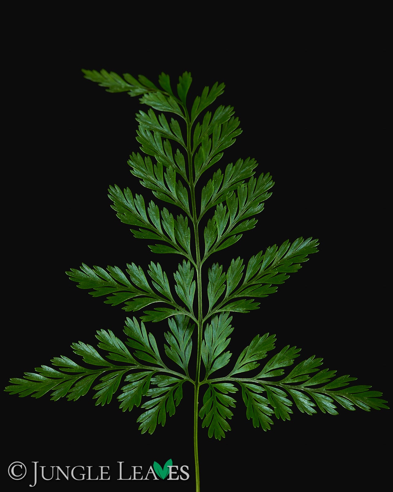 hasenpfötchen farn Davallia fejeensis (Hasenpfotenfarn) – Jungle Leaves