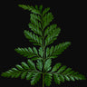 Davallia fejeensis
