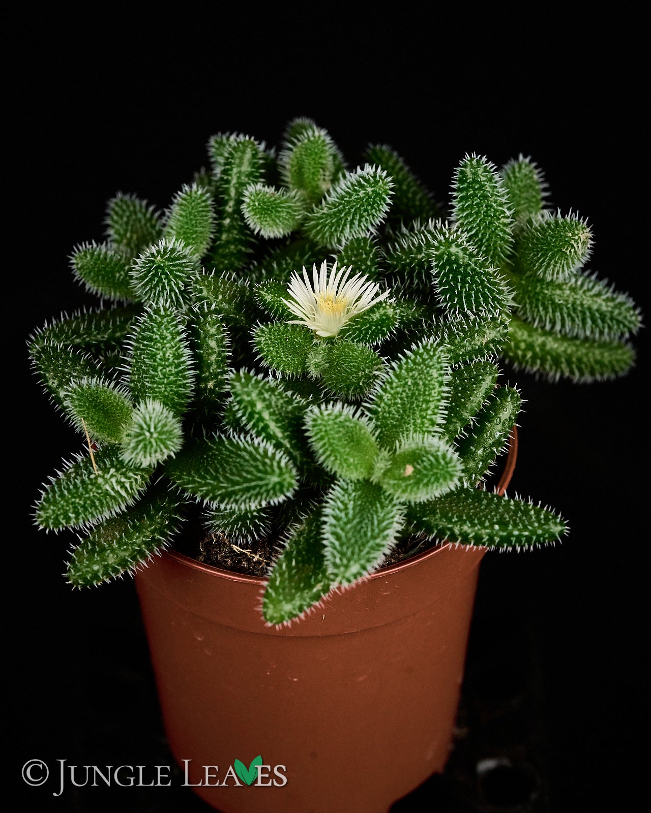 Delosperma echinatum (Gurkenpflanze)  Jungle Leaves
