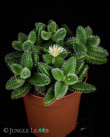 Delosperma echinatum