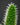 pickle plant trichomes