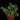 Delosperma echinatum L