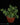 Delosperma echinatum L