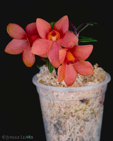 Dendrobium cuthbertsonii