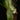 Dendroconche annabellae
