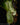 Dendroconche annabellae