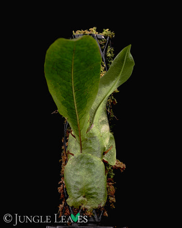 Dendroconche annabellae