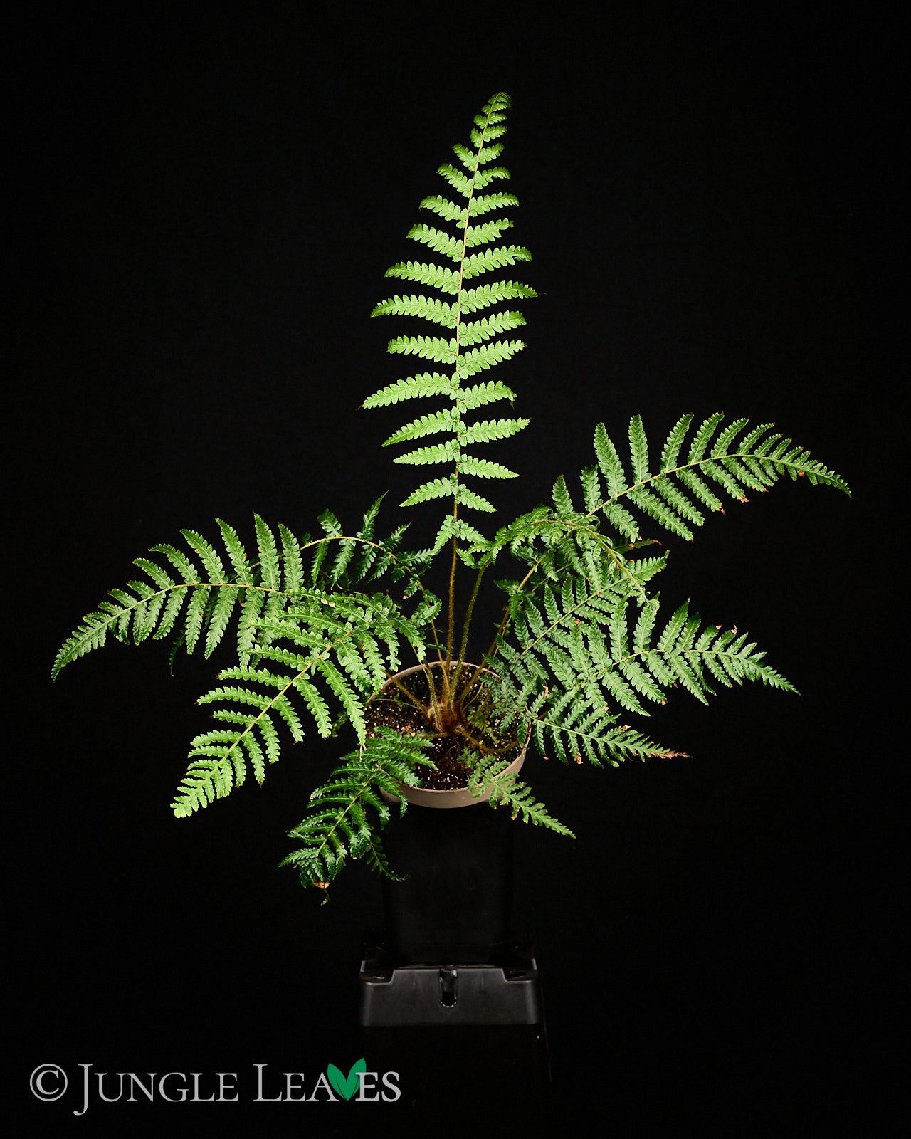 Dicksonia antarctica (Winterharter Baumfarn) – Jungle Leaves