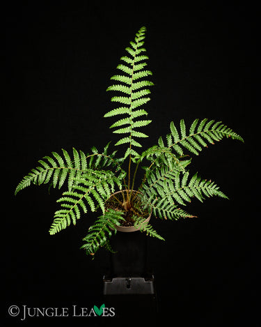 Dicksonia antarctica