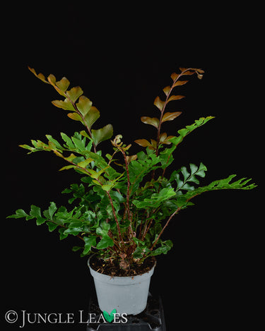 Didymochlaena truncatula