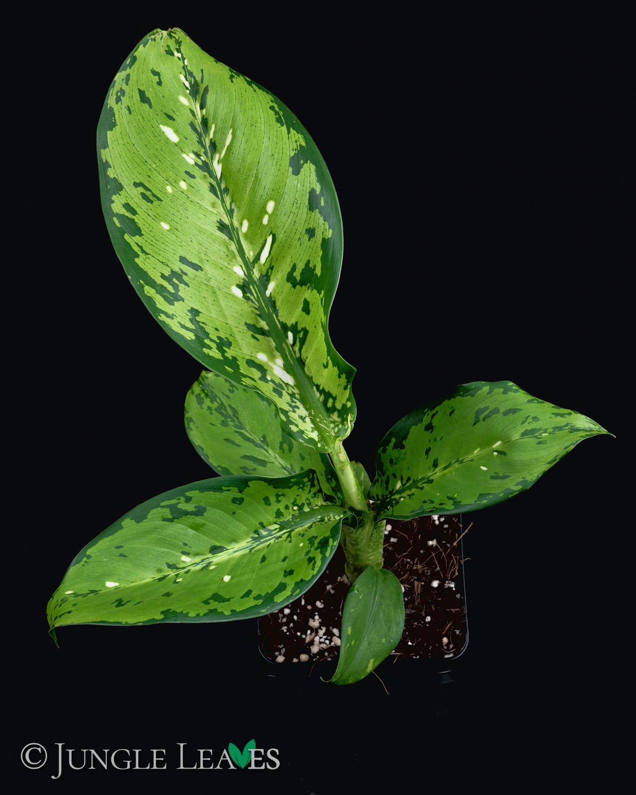 Dieffenbachia seguine 'Crocodile' – Jungle Leaves