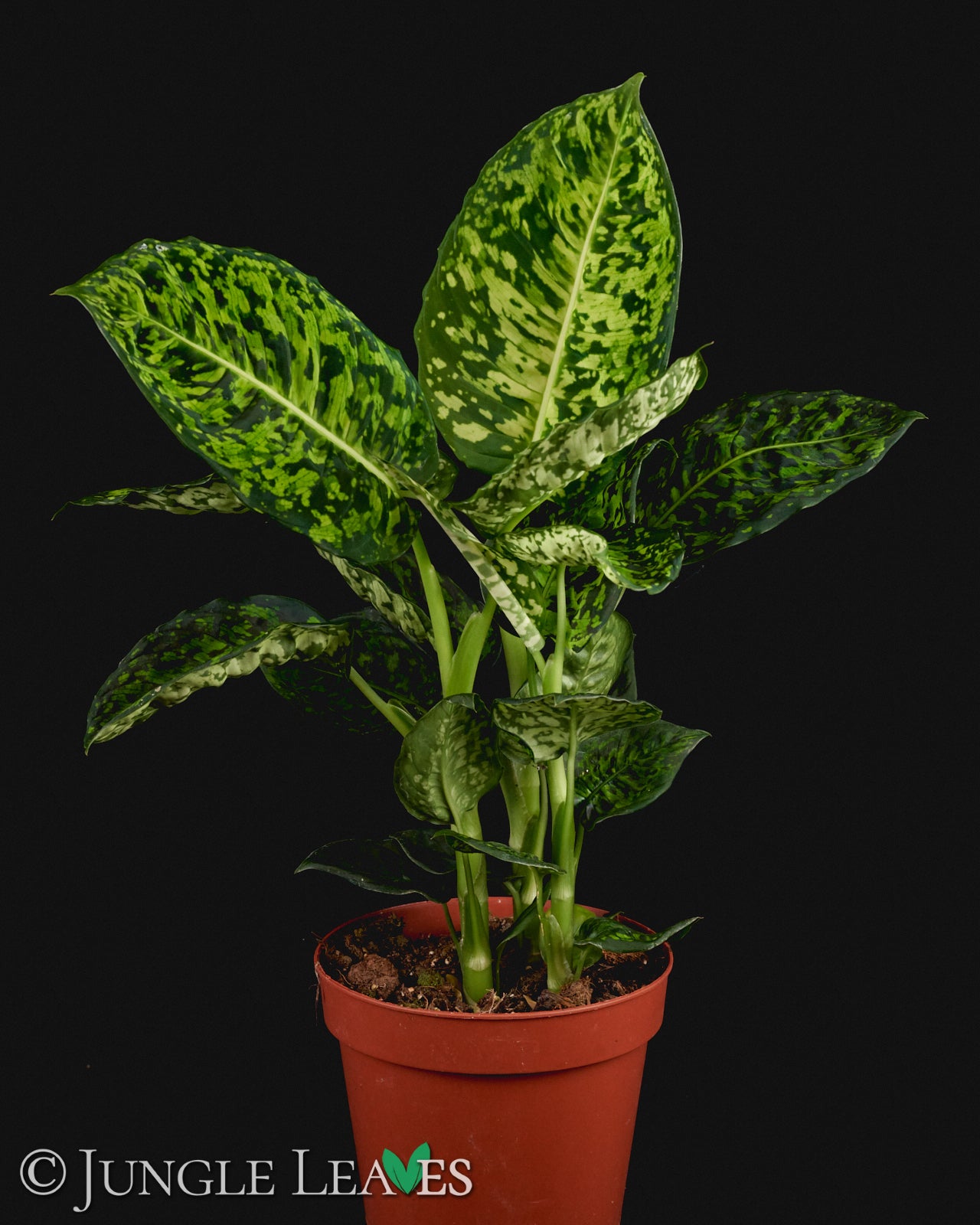 Dieffenbachia seguine 'Reflector' – Jungle Leaves