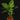 Dieffenbachia seguine 'Reflector'