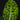 Dieffenbachia seguine 'Reflector'