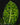 Dieffenbachia seguine 'Reflector'