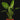 Dieffenbachia seguine 'Reflector'