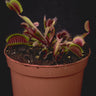 Dionaea muscipula 'FTS Maroon Monster'