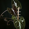Dioscorea discolor