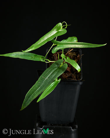 Dioscorea sp. 'Long Leaf' (Kalbar)
