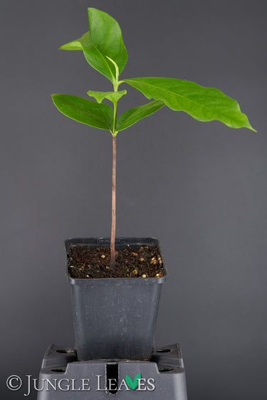 Diospyros digyna