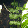 Dischidia platyphylla