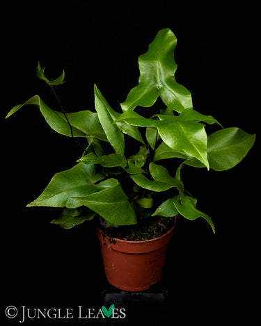 Doryopteris nobilis
