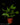 Doryopteris nobilis