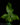 Doryopteris nobilis