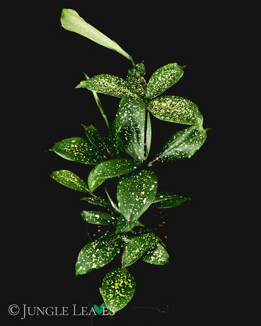 Dracaena surculosa 'Florida Beauty'