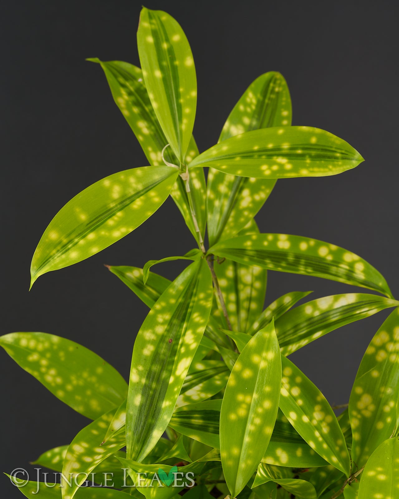 Dracaena surculosa 'Mike' (Bambus-Drachenbaum) 9,99€