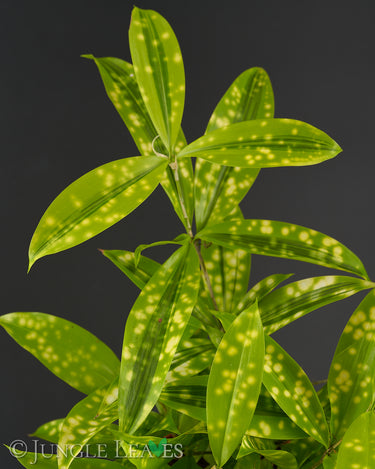 Dracaena surculosa 'Mike'